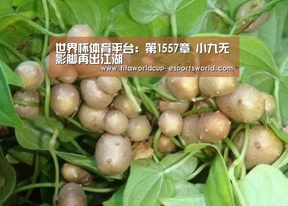 世界杯足球赛事